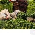Продукты с рынка