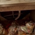 Очень не рекомендую сдавать квартиру Соколовой Марине Валерьевне
