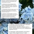 Отзыв о Флаувау (Flowwow): Прекрасный сервис, огромный ассортимент и классные магазины.