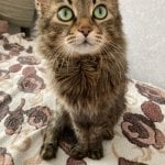 Антонина