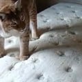 Отзыв о Химчистка матрасов на дому - Cleanson: Матрас и ковер отмыли. Респект