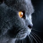 Антон
