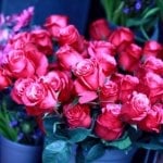 Карина Лис