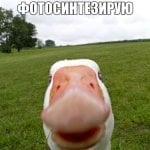 qwertyytrewq