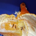 Покупала мандаринки